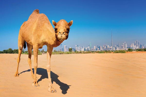 Camels: Camel in the Dessert with Dubai Skyline by Susanne Kremer