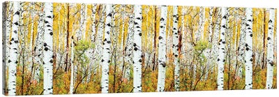 Aspen Trees Panorama ,Colorado Canvas Art Print - Panoramic Photography
