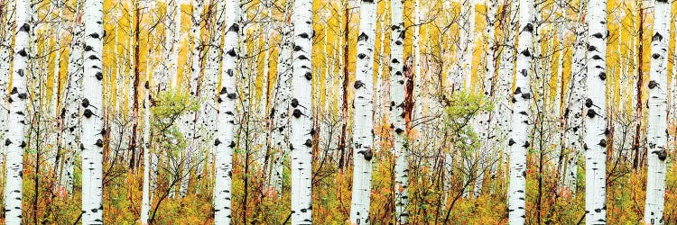 Aspen Trees Panorama ,Colorado