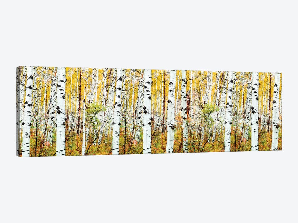 Aspen Trees Panorama ,Colorado by Susanne Kremer 1-piece Canvas Artwork