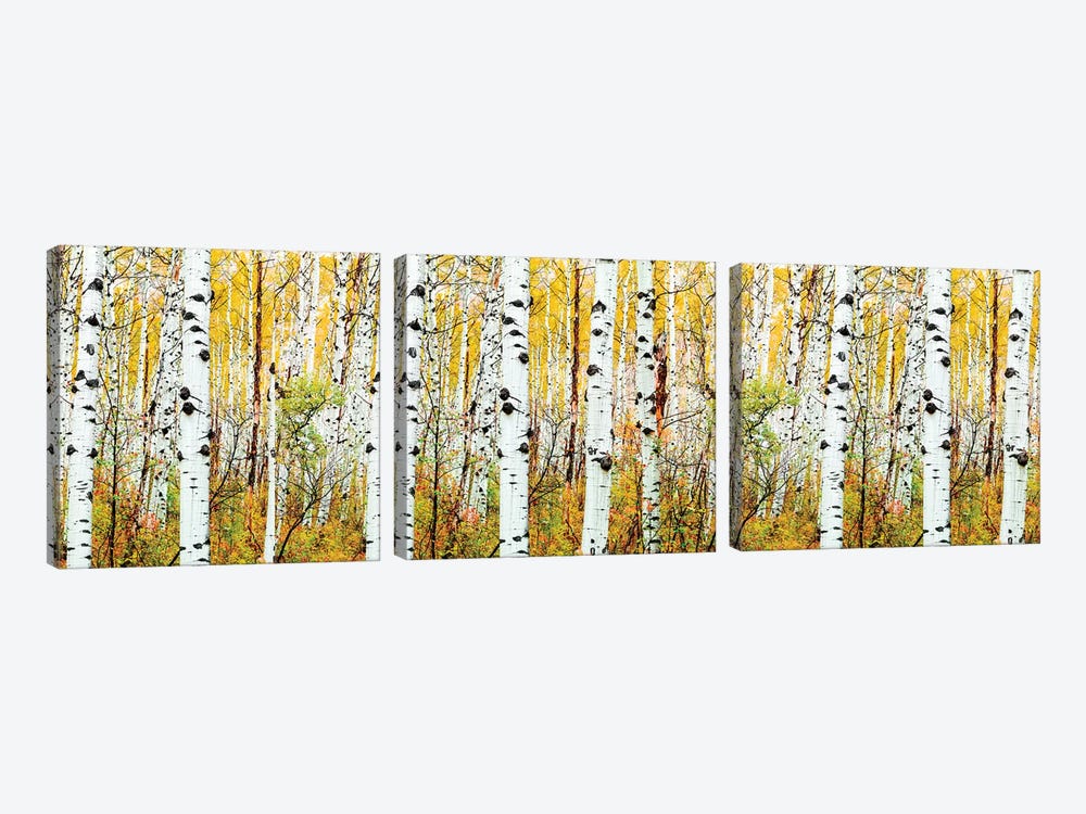 Aspen Trees Panorama ,Colorado by Susanne Kremer 3-piece Canvas Art