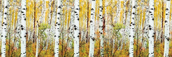 Large Photography - Canvas Prints: Aspen Trees Panorama ,Colorado by Susanne Kremer