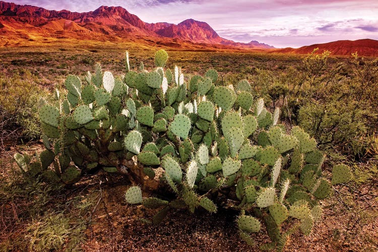 Chisos Mountains with Prickly Pear Cactus I