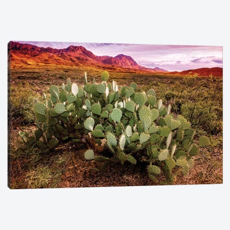 Chisos Mountains with Prickly Pear Cactus I Canvas Print #SKR37} by Susanne Kremer Canvas Artwork