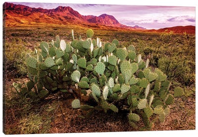 Chisos Mountains with Prickly Pear Cactus I Canvas Art Print - Desert Landscape Photography