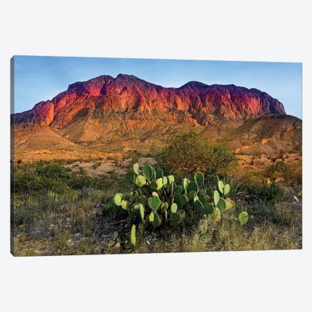 Chisos Mountains with Prickly Pear Cactus IV Canvas Print #SKR40} by Susanne Kremer Canvas Wall Art