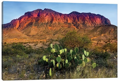 Chisos Mountains with Prickly Pear Cactus IV Canvas Art Print - Desert Landscape Photography