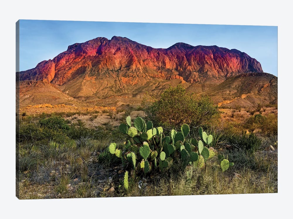 Chisos Mountains with Prickly Pear Cactus IV by Susanne Kremer 1-piece Canvas Print