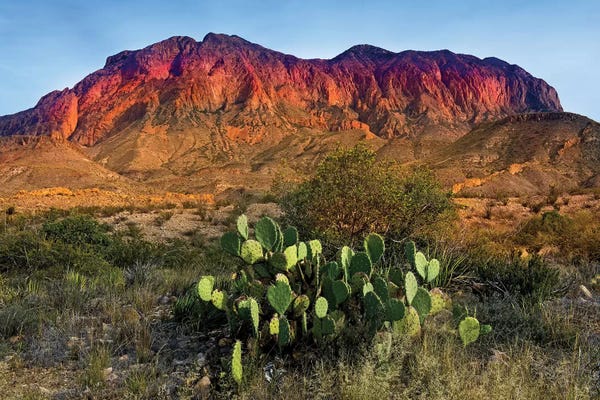 Desert: Chisos Mountains with Prickly Pear Cactus IV by Susanne Kremer