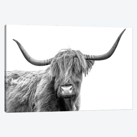 Looking At You III, Scottish Highland Cow Black And White Canvas Print #SKR433} by Susanne Kremer Canvas Artwork