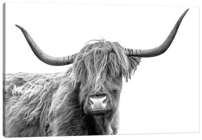 Looking At You III, Scottish Highland Cow Black And White Canvas Art Print - Scotland Art