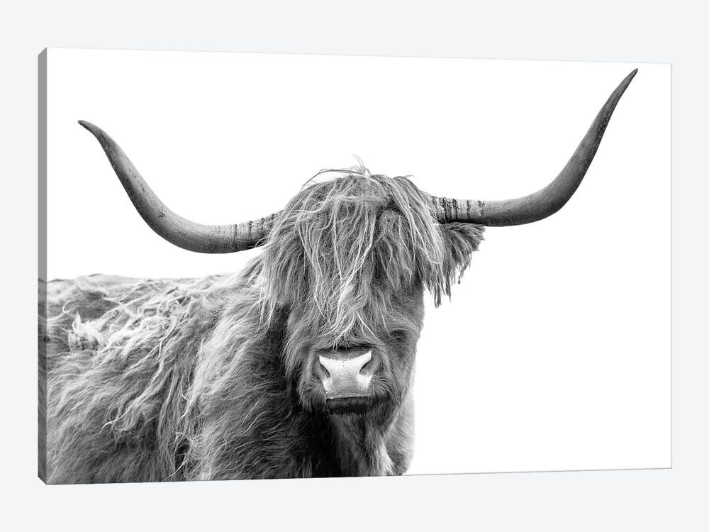 Looking At You III, Scottish Highland Cow Black And White by Susanne Kremer 1-piece Canvas Art