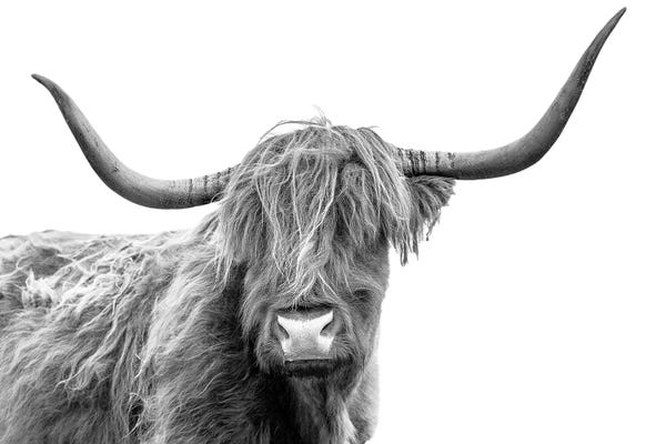 Picturesque Photographers: Looking At You III, Scottish Highland Cow Black And White by Susanne Kremer