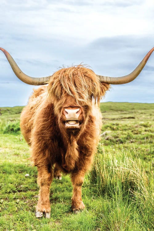 Fluffy Baby Highland Cow, Scotland