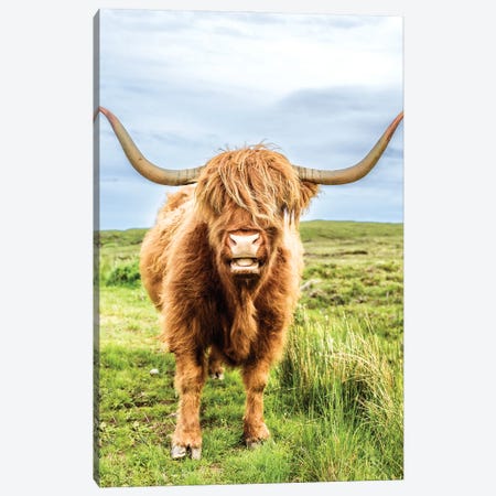 Fluffy Baby Highland Cow, Scotland Canvas Print #SKR434} by Susanne Kremer Canvas Print
