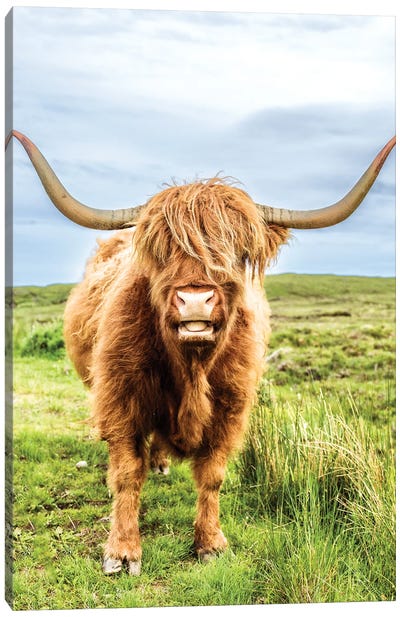 Fluffy Baby Highland Cow, Scotland Canvas Art Print - Highland Cow Art