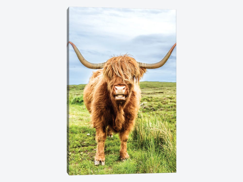 Fluffy Baby Highland Cow, Scotland by Susanne Kremer 1-piece Canvas Print