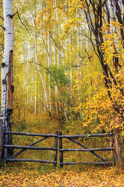 Aspen Trees: The Colorado Gate, Colorado by Susanne Kremer