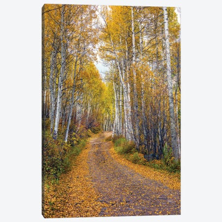 Fall In Aspen Colorado Canvas Print #SKR436} by Susanne Kremer Canvas Print