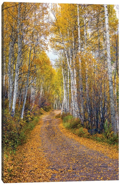 Fall In Aspen Colorado Canvas Art Print - Autumn & Thanksgiving