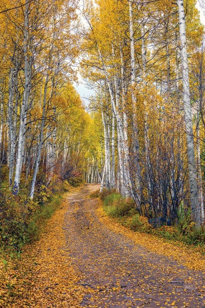 Large Photography - Canvas Prints: Fall In Aspen Colorado by Susanne Kremer