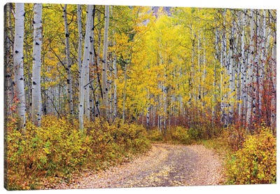 Aspen Forest,Colorado Canvas Art Print - Aspen Tree Art