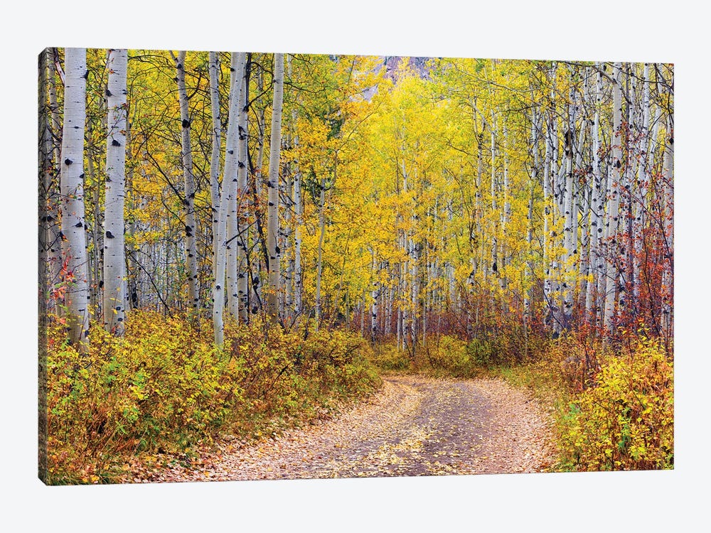 Aspen Forest,Colorado by Susanne Kremer 1-piece Canvas Art