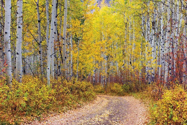 Aspen Trees: Aspen Forest,Colorado by Susanne Kremer