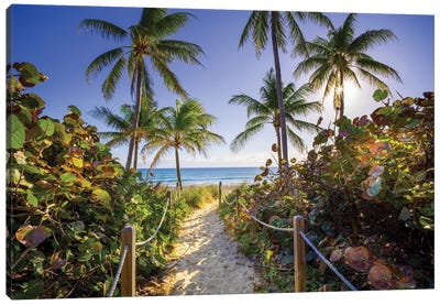 Sandy Path With Palm Trees , Beach South Florida Canvas Art Print - Trail, Path & Road Art