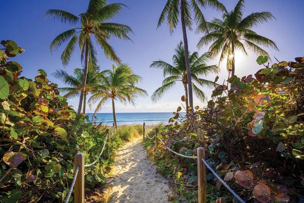 Florida: Sandy Path With Palm Trees , Beach South Florida by Susanne Kremer