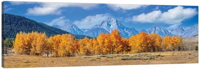 Grand Teton With Aspen Trees Autumn Panoramic View Canvas Art Print - Teton Range