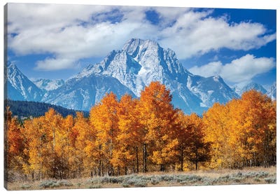 Wyoming With Aspen Trees Canvas Art Print - Teton Range Art