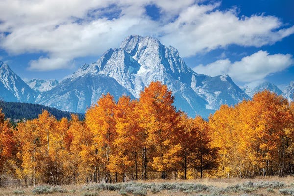 Rocky Mountains: Wyoming With Aspen Trees by Susanne Kremer