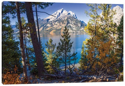 Jenny Lake Grand Teton Canvas Art Print - Mountain Art