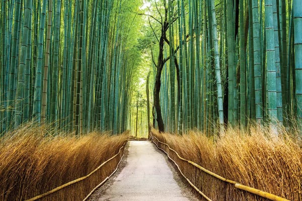 Large Scenic & Landscape Art - Canvas Prints: Arashiyama Ancient Bamboo Forest  by Susanne Kremer
