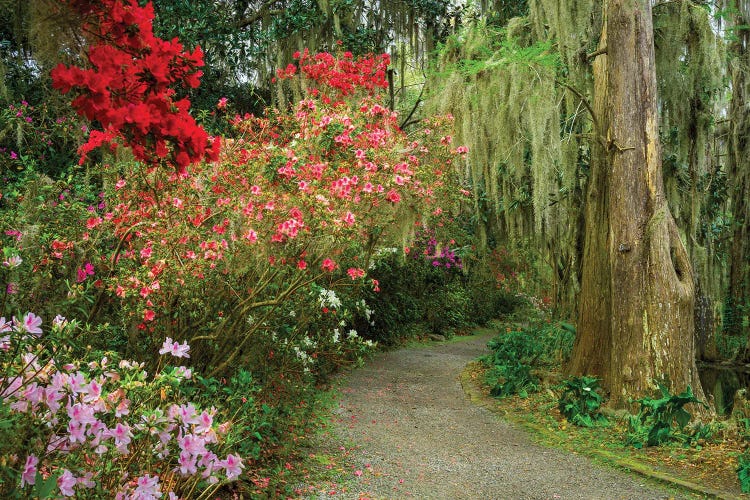 Blooming Spring, South Carolina by Susanne Kremer wall art