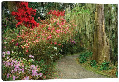 Blooming Spring, South Carolina Canvas Art Print - Charleston