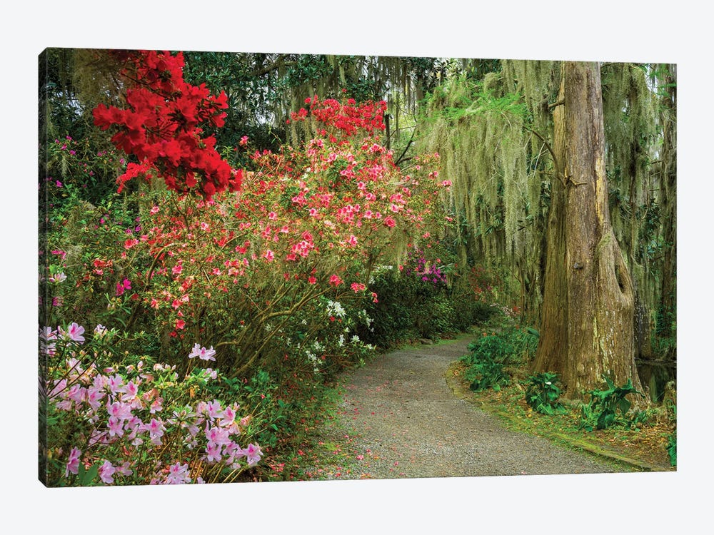 Blooming Spring, South Carolina by Susanne Kremer 1-piece Art Print