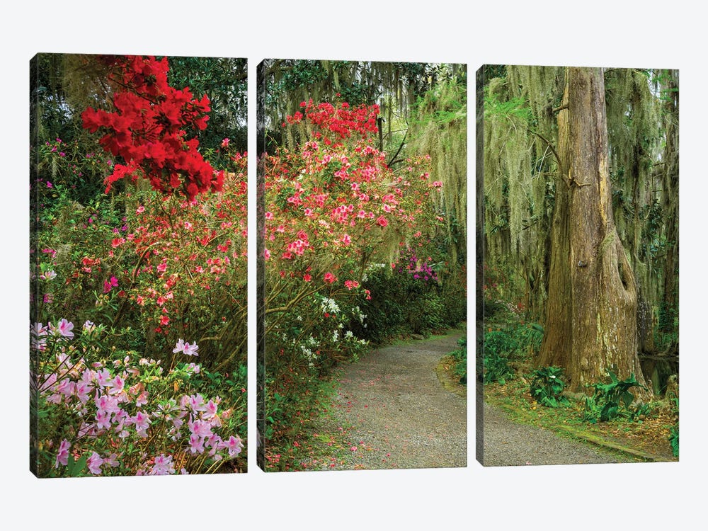 Blooming Spring, South Carolina by Susanne Kremer 3-piece Canvas Print