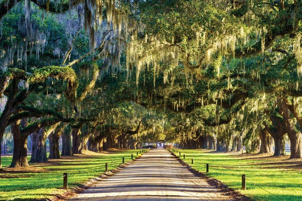 South Carolina: Oak Alley South Carolina by Susanne Kremer