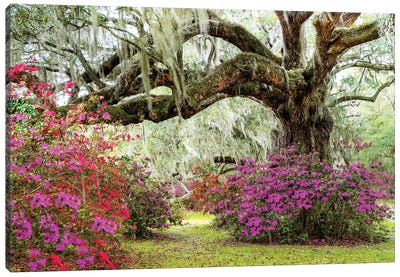 Dreamy Garden In Spring, Charleston Canvas Art Print - South Carolina