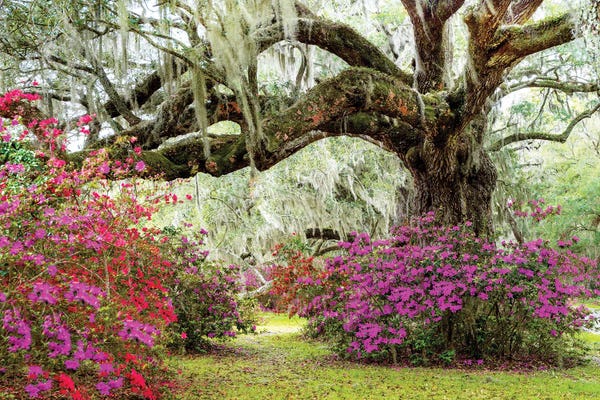South Carolina: Dreamy Garden In Spring, Charleston by Susanne Kremer