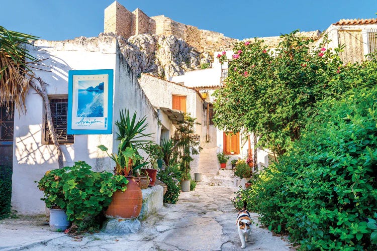 Cat In Picturesque Street Of Athens, Greece