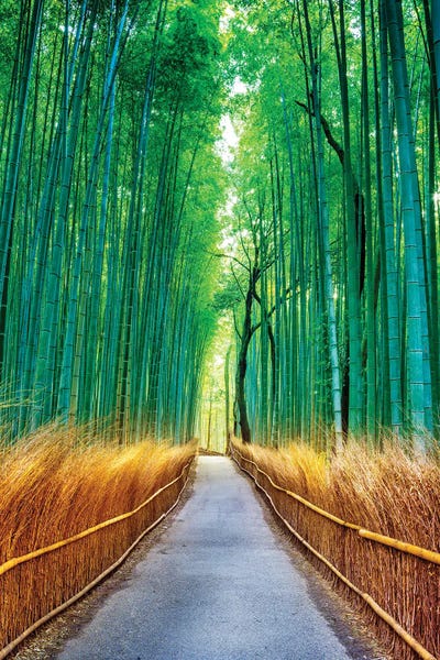 Asia: Arashiyama Bamboo Forest, Kyoto, Japan by Susanne Kremer