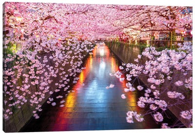 Cherry Blossom Sakura Tokyo Japan Canvas Art Print - Susanne Kremer
