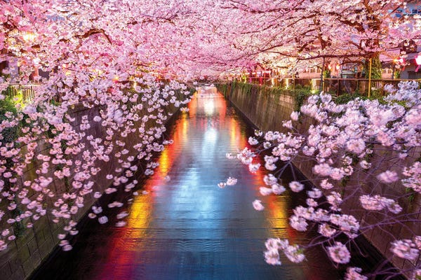 Asia: Cherry Blossom Sakura Tokyo Japan by Susanne Kremer