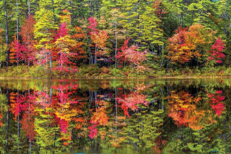 Colorful Trees And Reflection In Autumn,New England