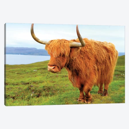 Highland Cow I Canvas Print #SKR84} by Susanne Kremer Canvas Print