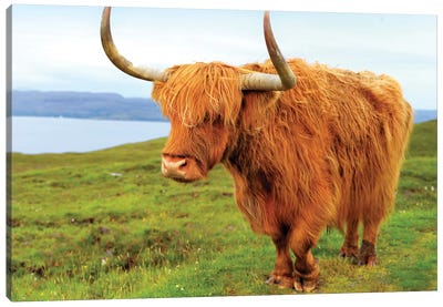 Highland Cow I Canvas Art Print - Scotland Art