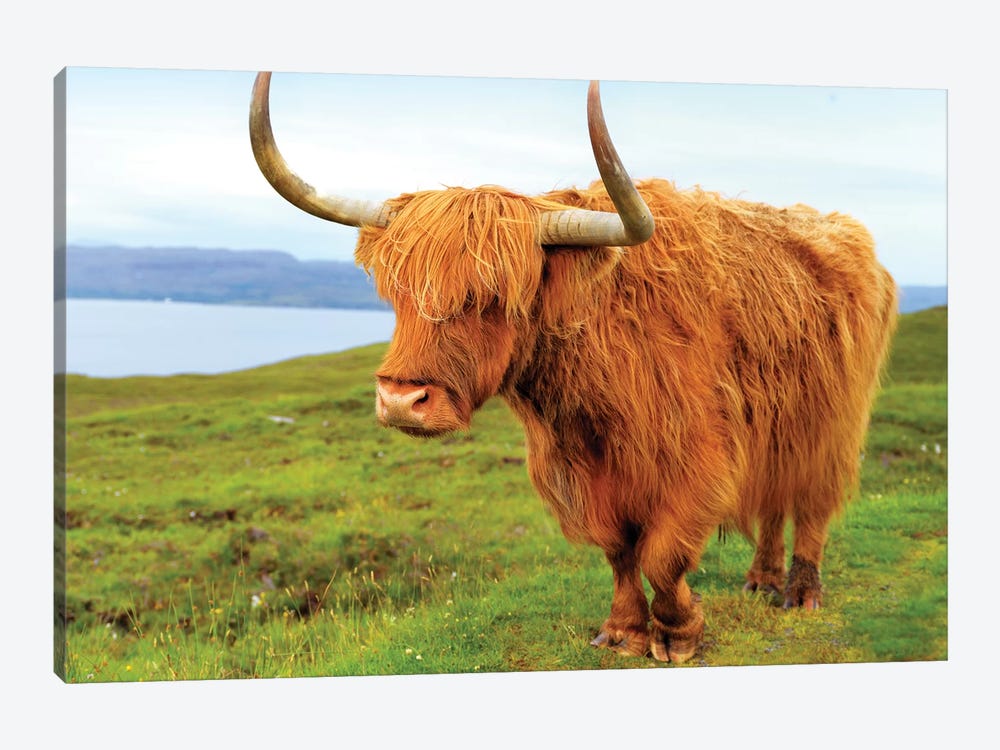 Highland Cow I by Susanne Kremer 1-piece Canvas Print